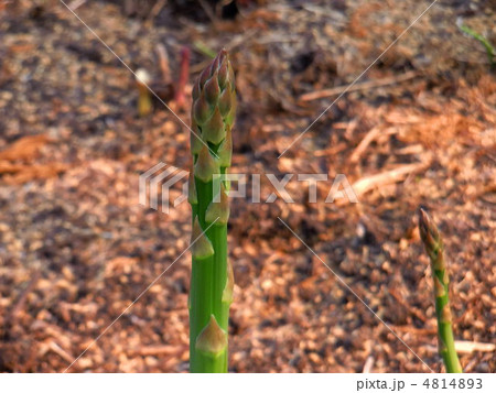 アスパラ 4814893