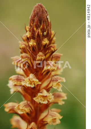 ヤセウツボ 4814942