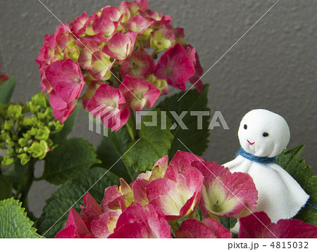 あじさいとてるてるぼうず 4815032
