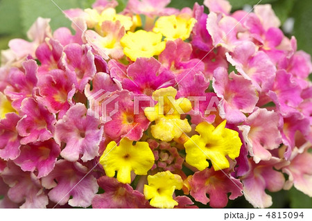 ランタナ 4815094