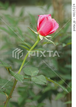 五分咲きバラの写真素材