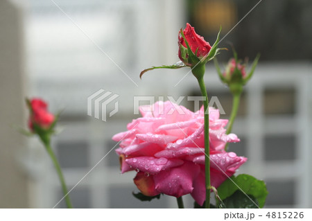 バラの蕾 バラの蕾 4815226