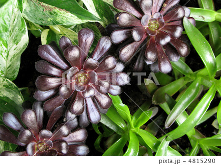 エオニウム（黒法師） 4815290