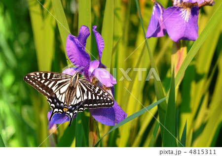 花菖蒲にとまったアゲハ蝶 4815311