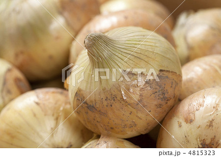 新玉ねぎ 4815323