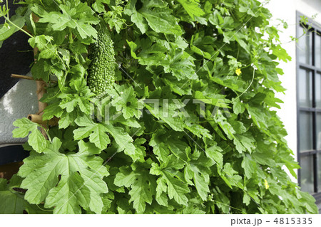 ゴーヤのエコカーテン 4815335