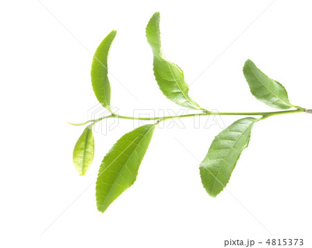 茶葉 茶葉 4815373