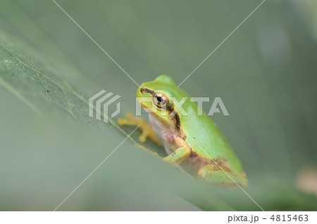 緑の中のアマガエル 4815463