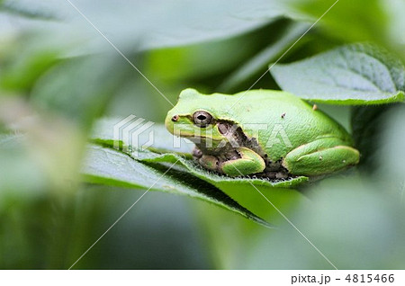 緑の中のアマガエル 緑の中のアマガエル 4815466