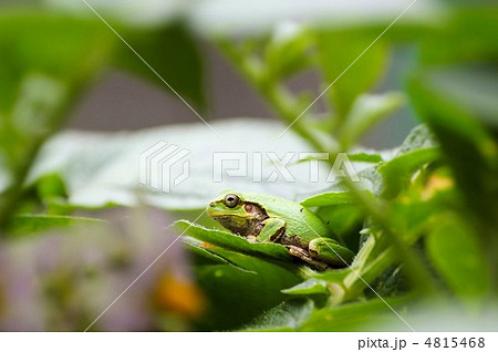緑の中のアマガエル 緑の中のアマガエル 4815468