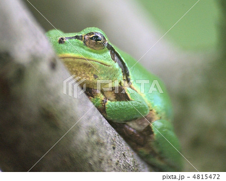 木枝に寝そべるアマガエル 4815472