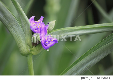 花景色　初夏の川辺 4815683