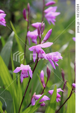 花景色　初夏の川辺 4815684