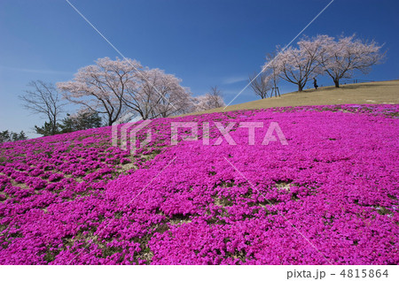 桜 桜 4815864