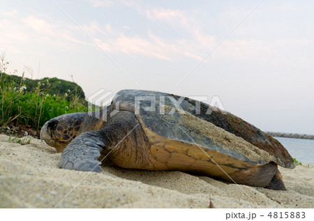 屋久島　産卵後のウミガメ 4815883