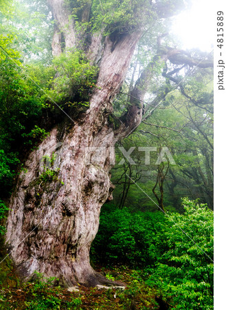 屋久島　雨天時の縄文杉 4815889
