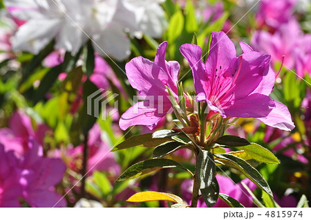 オオムラサキツツジ 4815974