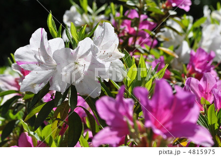 オオムラサキツツジ オオムラサキツツジ 4815975