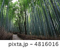 京都の嵯峨野の竹林の道 4816016