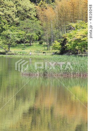 春の嵯峨野散策　水景色　広沢 4816048