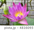 蓮の花 4816093