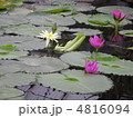 蓮の花 4816094