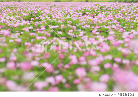 満開のレンゲ草畑 4816153