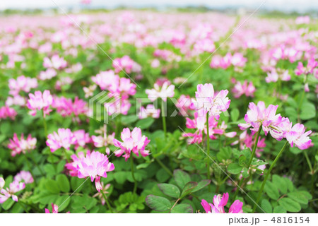満開のレンゲ草畑の花のアップ 4816154