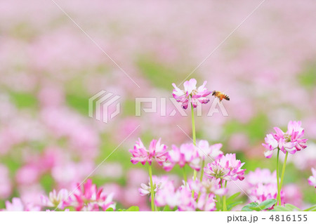 レンゲ草の蜜を集めるミツバチ 4816155