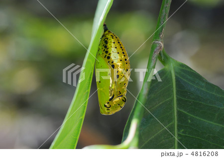 金色に輝くオオゴマダラ蝶のサナギ 金色に輝くオオゴマダラ蝶のサナギ 4816208