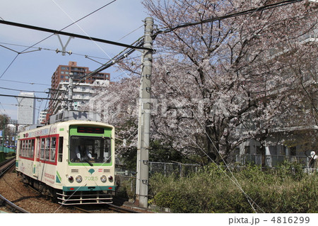 春の都電荒川線 4816299