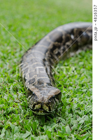 93,106 Python Snake Images, Stock Photos, 3D objects, & Vectors