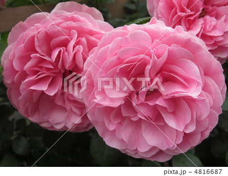 レオナルド・ダ・ビンチの花 4816687