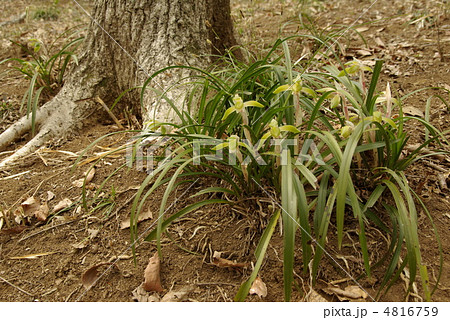 シュンラン 4816759