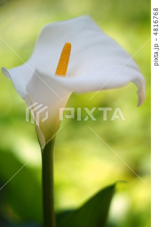 カラー(白) カラー(白) 4816768