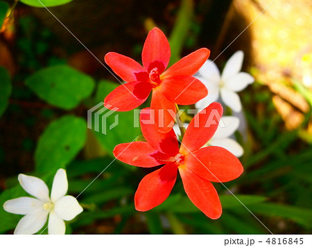 花-赤と白 4816845