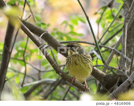 アオジ樹上正面左向き 4816906