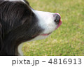犬の横顔 4816913