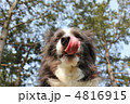犬の舌 4816915