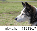 犬の横顔 4816917