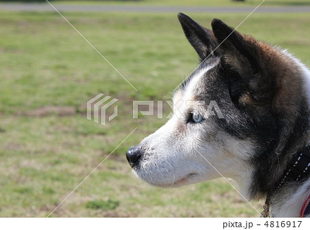犬の横顔の写真素材