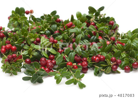 Branches of the cowberry insulated 4817083