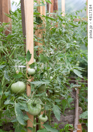 Green tomatoes in hothouse 4817184