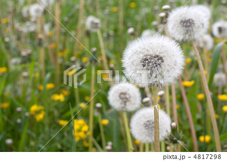 Dandelions have ripened Dandelions have ripened 4817298