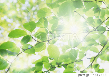 新緑の輝き 4817328