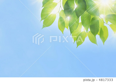 新緑の輝き 新緑の輝き 4817333