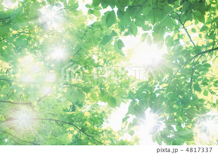 新緑の輝き 4817337