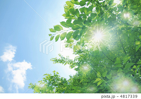 新緑の輝き 4817339
