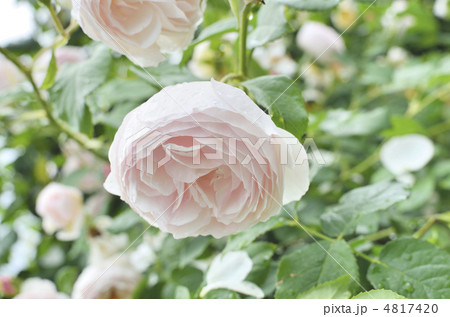 水々しい薄ピンクの薔薇 4817420