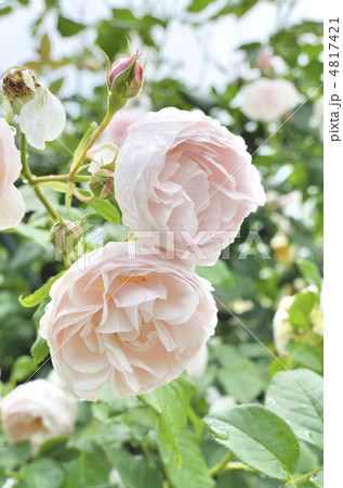 瑞々しいカップ型の薔薇 4817421